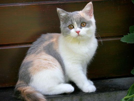 a muted colors calico cat with orange eyes looking towards the camera